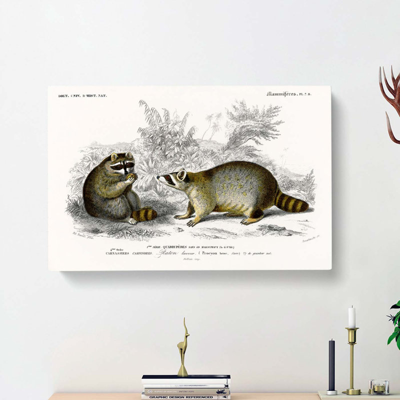 Raccoon Illustration by Charles D'Orbigny - Wrapped Canvas Print, 40cm H x 60cm W x 3cm D