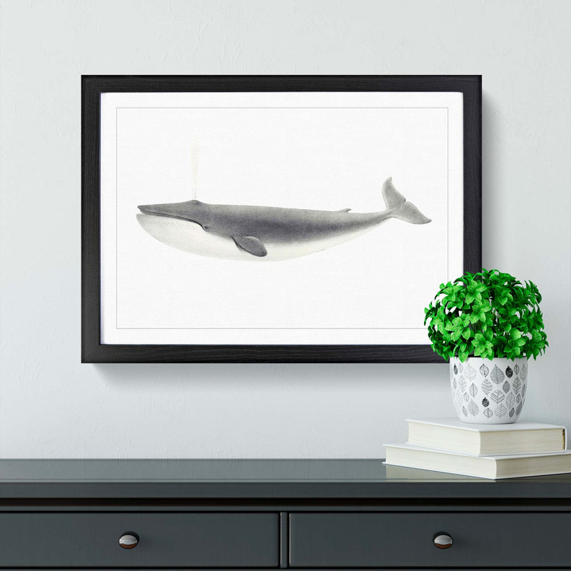 Blue Whale by C.M. Scammon - Picture Frame Drawing, 35cm H x 50cm W x 2cm D, Black