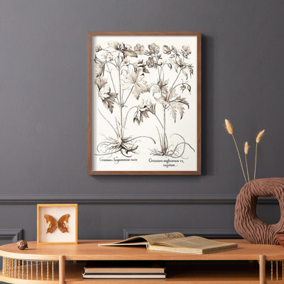 Sépia Besler Botanicals V, reproduction encadrée - bois massif