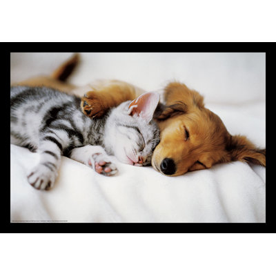 Cuddles Puppy and Kitten Framed Art Poster - 24 x 36 Inch - Engineered Wood Frame with Plexi Glass