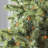 606'' String Lights-31889550