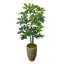 Pot en ciment Schefflera