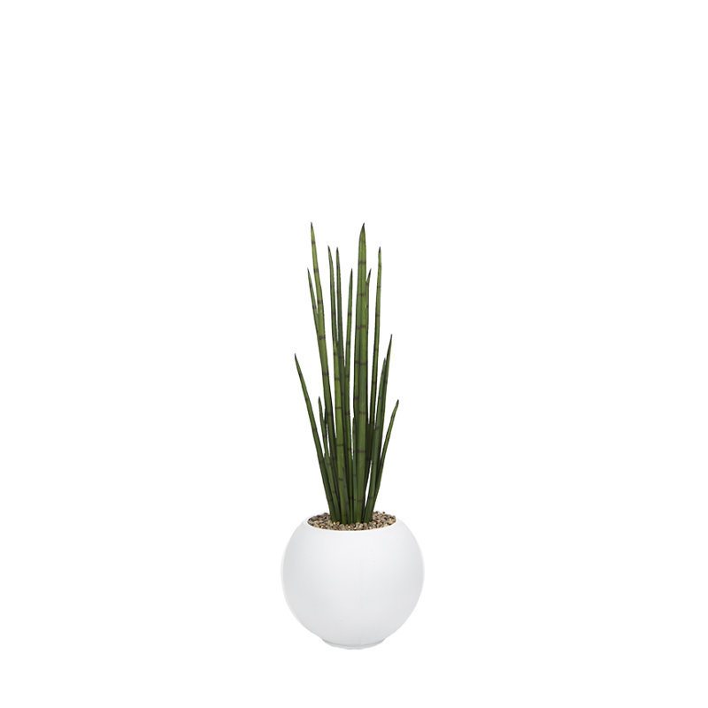 Snake Plant in White Porter, L 16 po x H 60 po