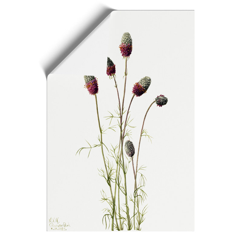 Purple Prairieclover by Mary Vaux Walcott - Frameless Print, 30cm H x 21cm W x 0.1cm D