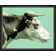 Graphic Cow 3 Print