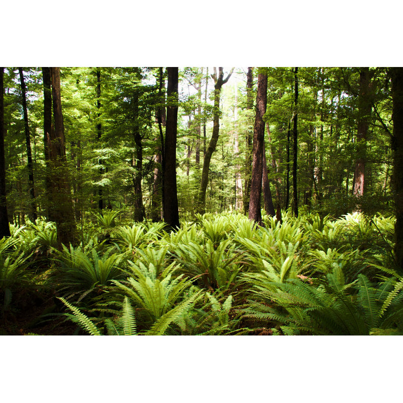 Fern Forest by LazingBee - No Frame Art Prints on Canvas, 30cm H x 46cm W