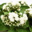 Kalanchoe Arrangement in Fiberstone Planter-1624349390-1646607056