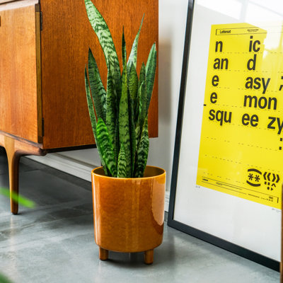 Pisa Indoor Planter
