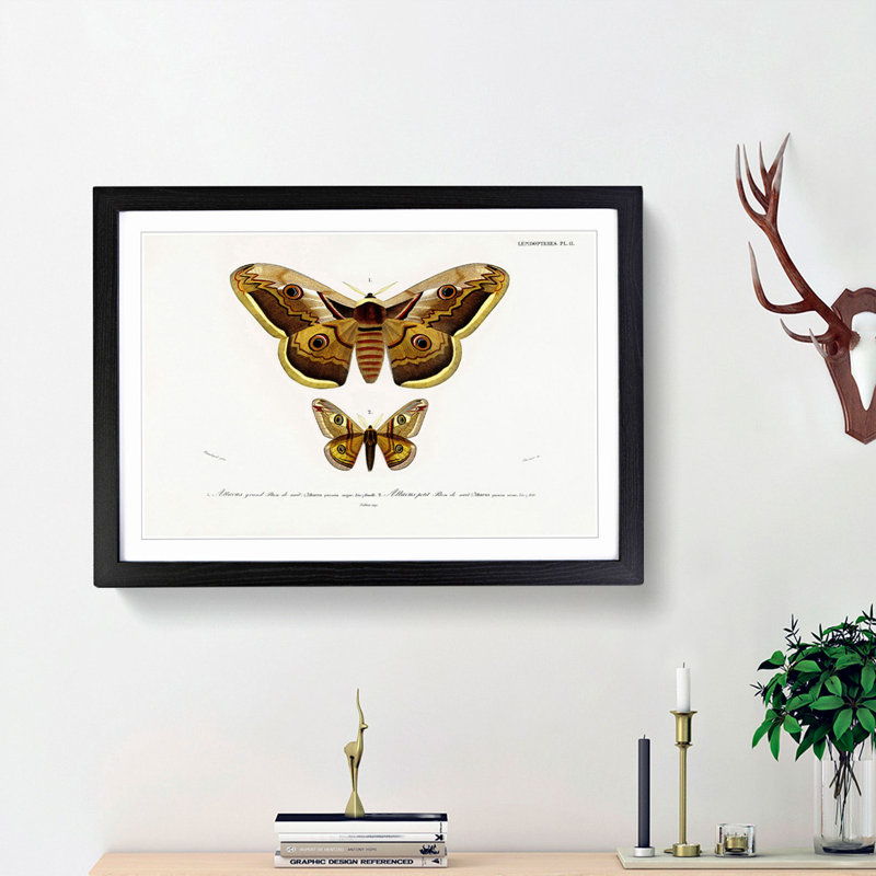 Emperor Moths Illustrations by Charles D' Orbigny - Framed Print, 36cm H x 48cm W x 2cm D, Black Framed