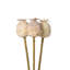 Poppy Pod Bundle, 3 Stems/Bundle