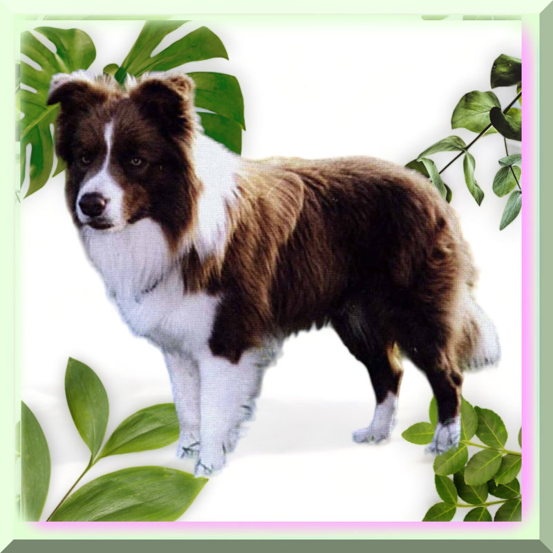 Collie Comfort Quilt Square