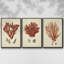 Ensemble de 3 toiles tendues Shell Collection-1798601482-1798601485