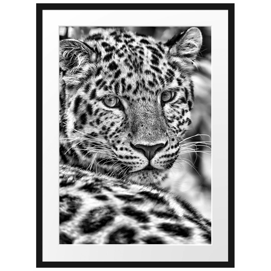 Gerahmtes Poster Aufmerksamer Leopard im Schatten