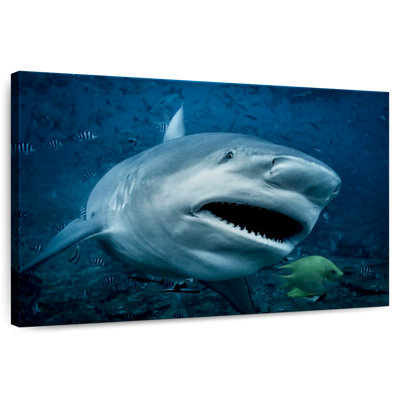Requin-taupe en action