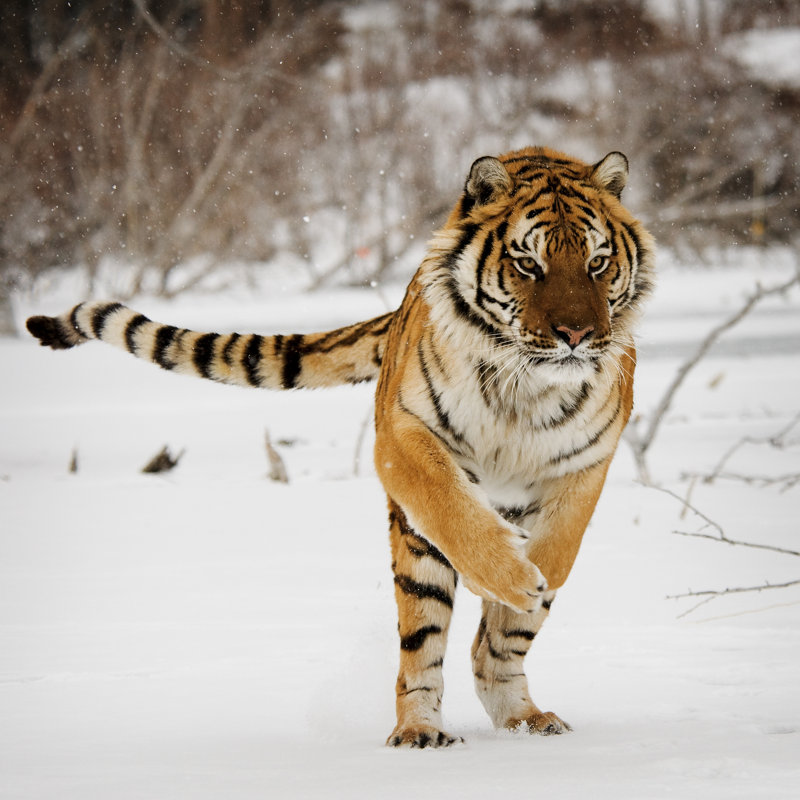 Tiger Jumping - Wrapped Canvas Print, 30cm H x 30cm W x 3.8cm D