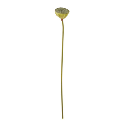 Lotus lot de fleurs (ensemble de 12)