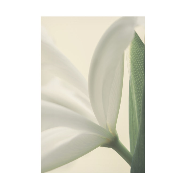 Art sur toile Alyson Fennell, H 12 po x l 19 po