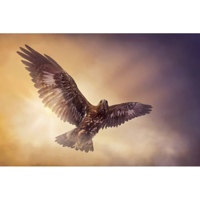«Eagle Soaring» par Egal - Photographie sur toile tendue, L 12 po x H 8 po