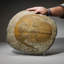 Genuine Trilobite (Ptychopariida) Fossil On Matrix (13.4 Lbs)