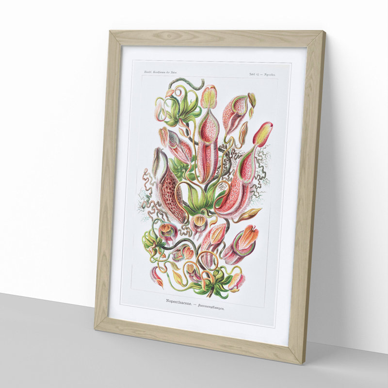Pitcher Plants by Ernst Haeckel - Framed Print, 48cm H x 36cm W x 2cm D, Oak Framed