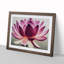 Mesmerising Lotus Flower - Framed Print-493907285-493907307