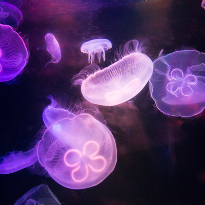 Jellyfish by Somethingway - Wrapped Canvas Print