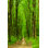 " Forest Trees "