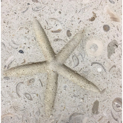 Carrelage beige 6 "x 6" Seastone