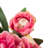 24" Artificial Peony Stem-1259441571