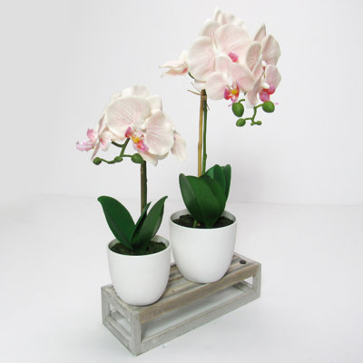 Orchids Arrangement in Pot