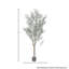 Olive toscane 7 'UV en pot 7'