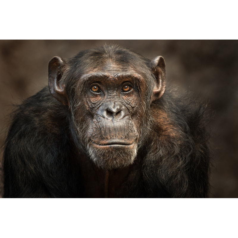 Portrait Of A Chimpanzee by Andyworks - Wrapped Canvas Print, 81cm H x 122cm W