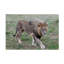 Art sur toile, «Bob Bob Langrish Lions»-104137079