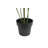 TREE MONSTERA GROWER 5FT