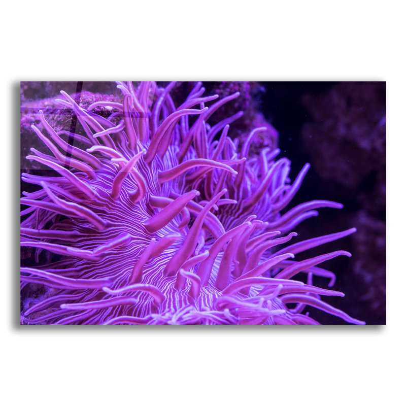Anémone rayée longue tentacule par Epic Portfolio, H 12 po x l 16 po x P 0,13 po