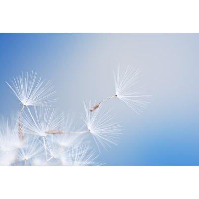 Dandelion 1 Piece Wrapped Canvas Wall Art