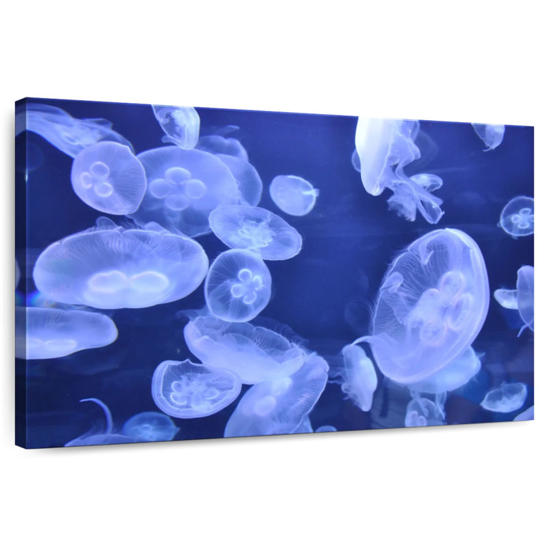 Sea Jellies, 20" H x 30" W
