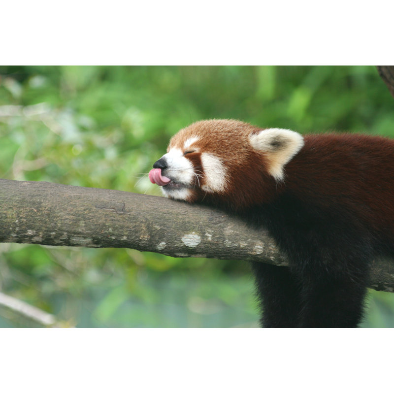 Red Panda 2 - Wrapped Canvas Print, 20cm H x 30cm W x 3.8cm D