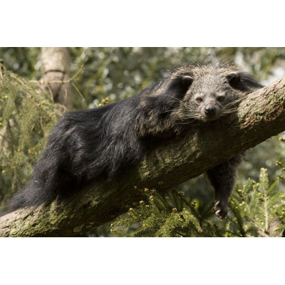 Arctictis Binturong by Lingbeek - No Frame Art Prints on Canvas