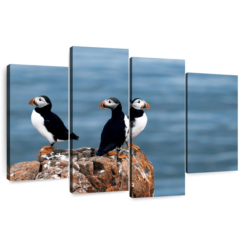 Puffins In Iceland, H 22 po x l 36 po