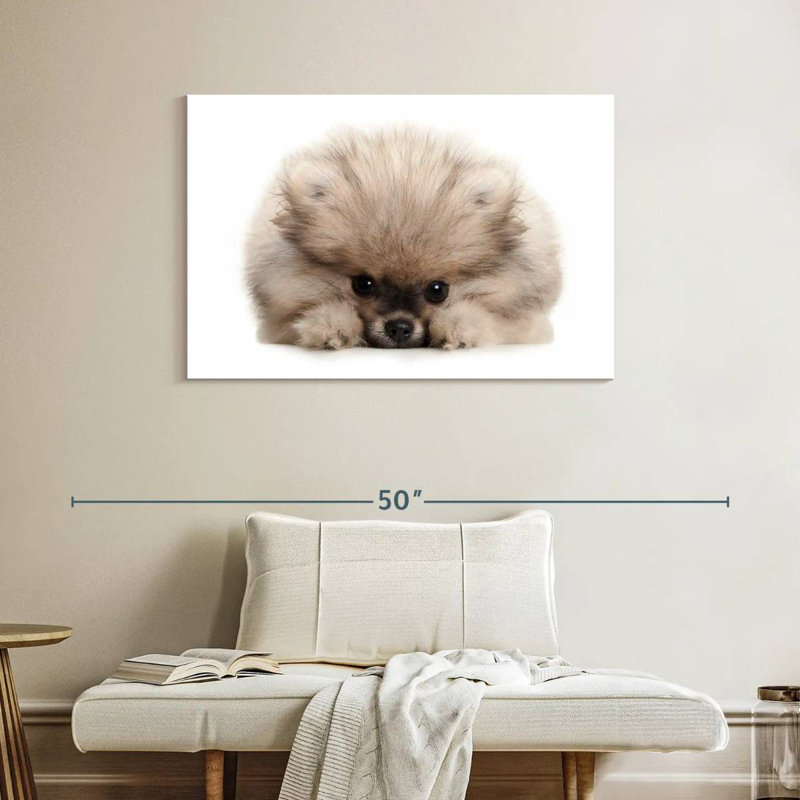 Brampt Pomeranian Acting Cute, 26" H x 39" W