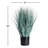 Queensland Blue Oat Grass Drop-In 32"