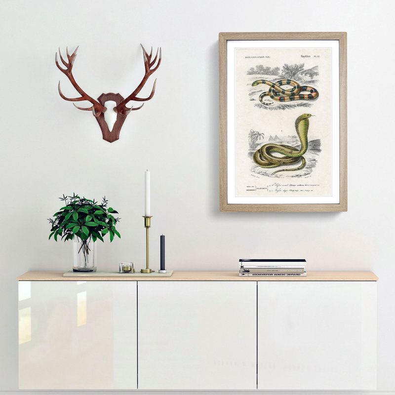 Coral Snake & Cobra Illustrations by Charles D' Orbigny - Picture Frame Painting Print, 36cm H x 27cm W x 2cm D, Oak Framed