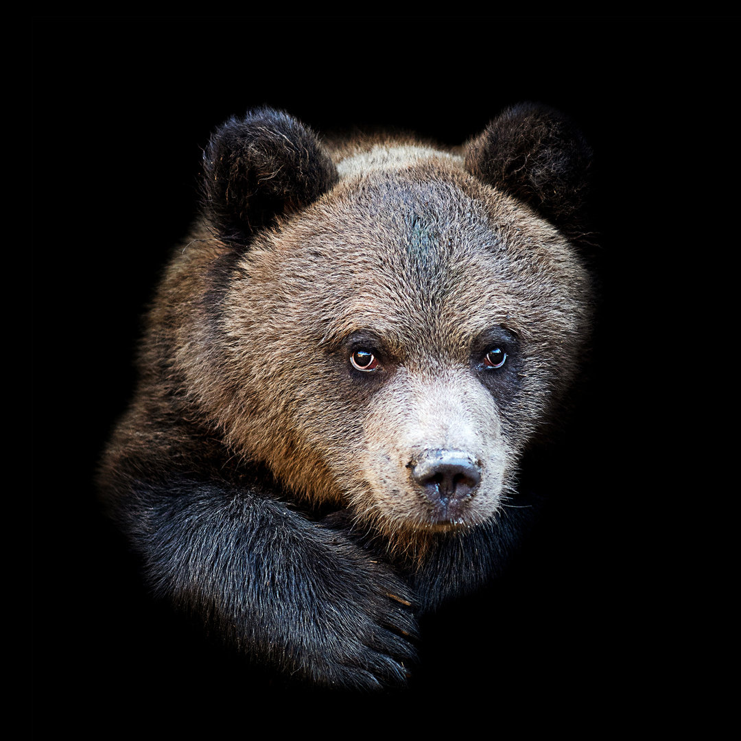 Portrait Of A Bear – Druck ohne Rahmen auf Floatglas