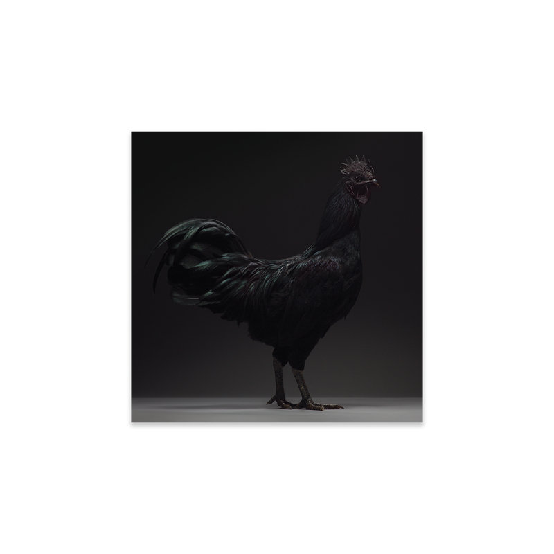 " Ayam Cemani " by CHICken
