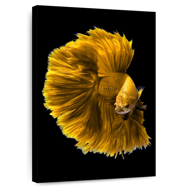 Brampt Yellow Dragon Betta Fish, 51" H x 34" W