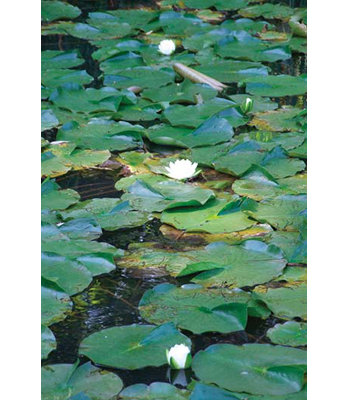 " Lily Row " by Jason Pierce