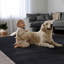 Schnabel Solid Colour Area Rug-1587209389