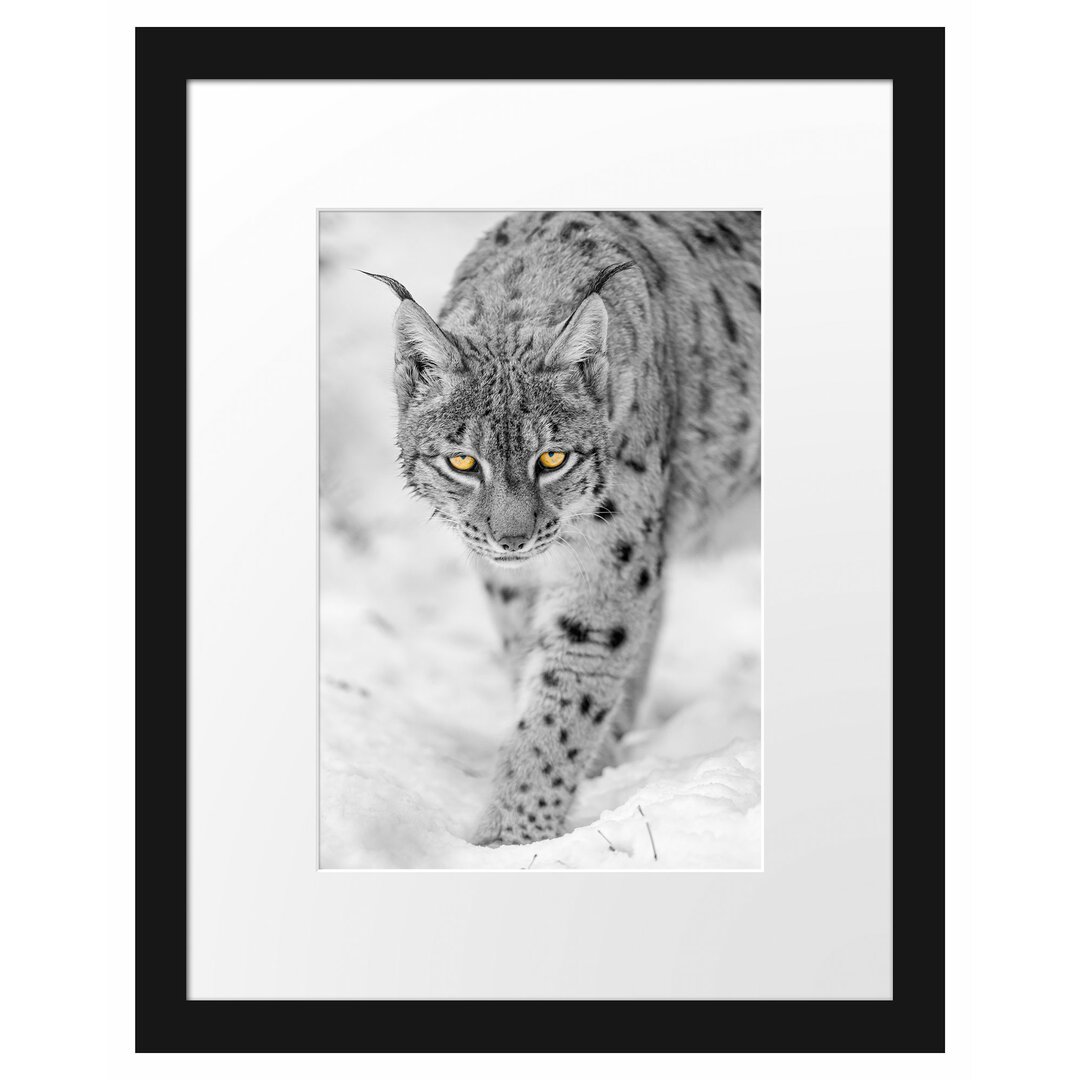 Gerahmtes Fotoposter "Wachsamer Luchs im Schnee