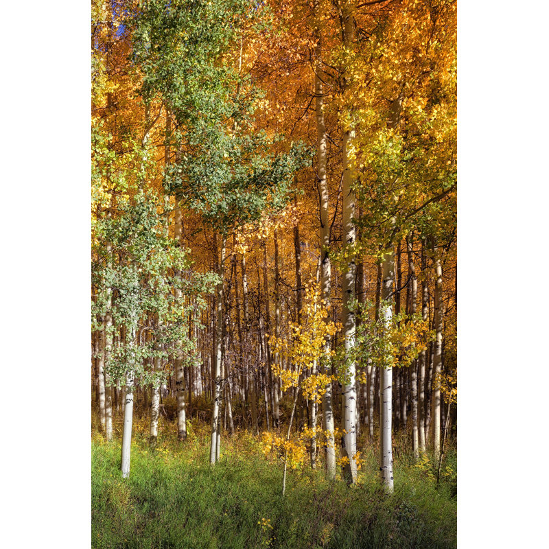 Aspen Glen II, H 12 po x l 8 po